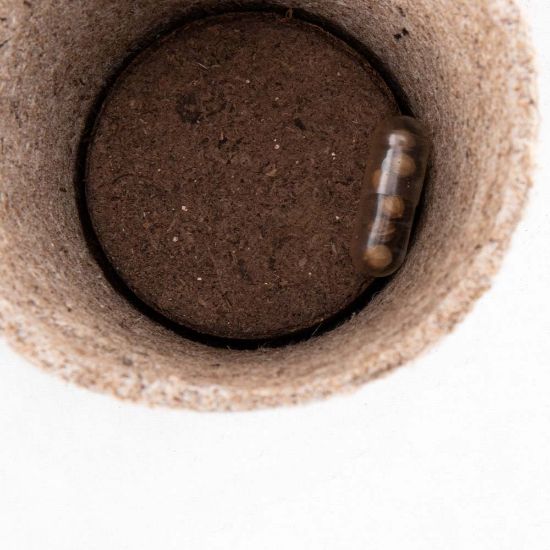 Imagen de Maceta Biodegradable Ceres