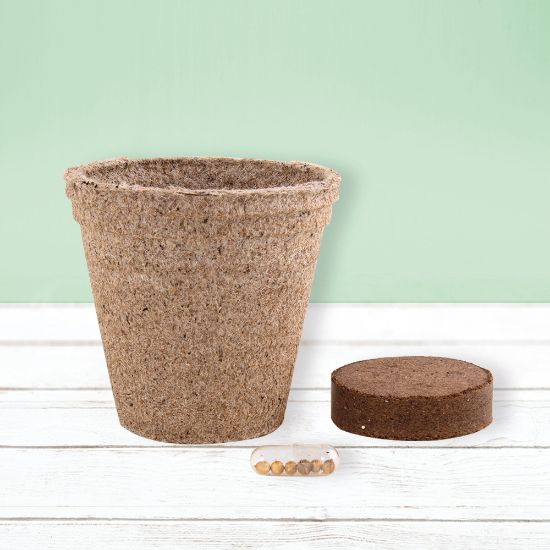 Imagen de Maceta Biodegradable Ceres