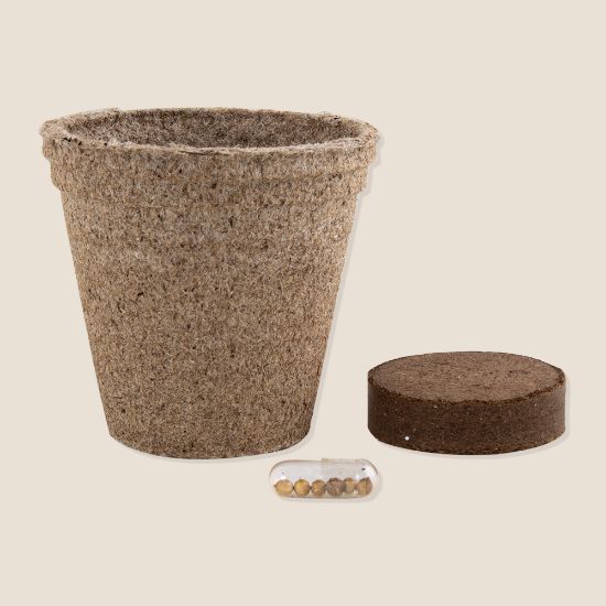 Imagen de Maceta Biodegradable Ceres