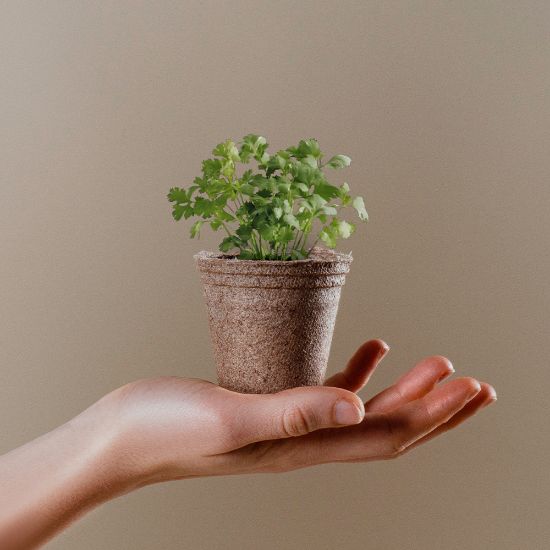 Imagen de Maceta Biodegradable Ceres